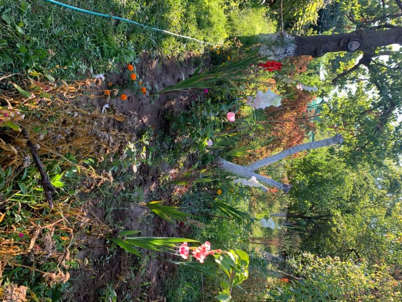  - A A A A florile toamna 2024