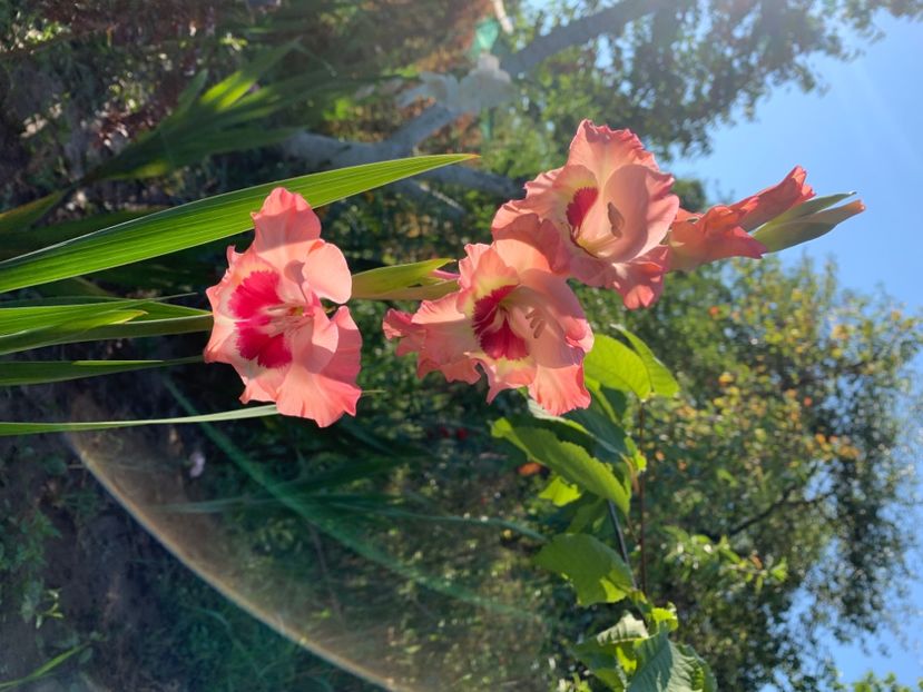  - A A A A florile toamna 2024