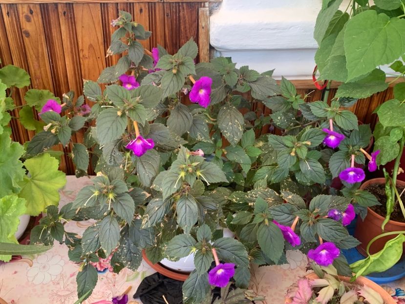  - A A A A florile toamna 2024