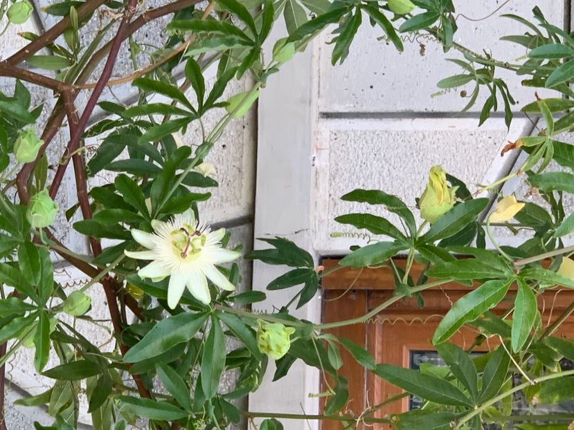  - A A A A florile toamna 2024