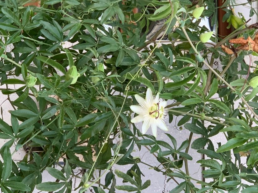  - A A A A florile toamna 2024