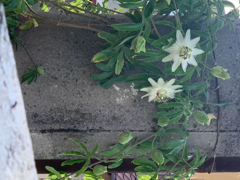  - A A A A florile toamna 2024