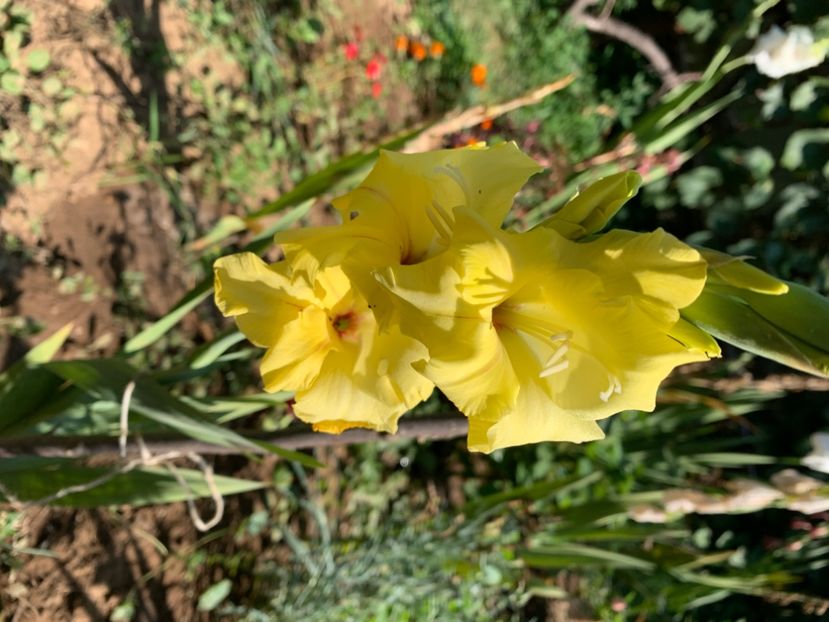  - A A A A florile toamna 2024