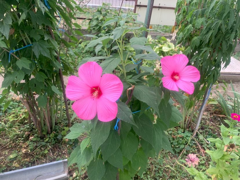  - A A A A florile toamna 2024