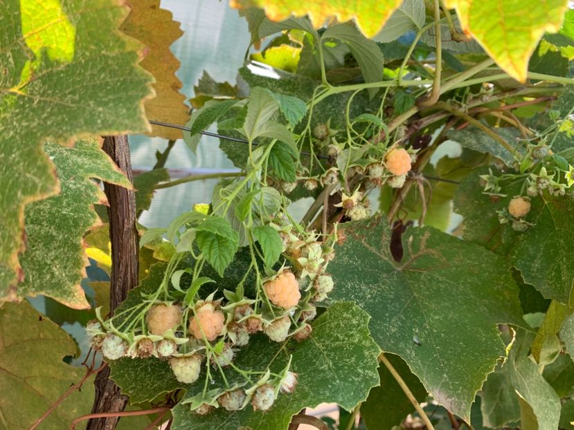  - A A A A florile toamna 2024