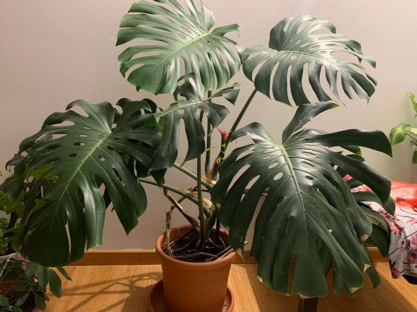  - A A A A florile toamna 2024