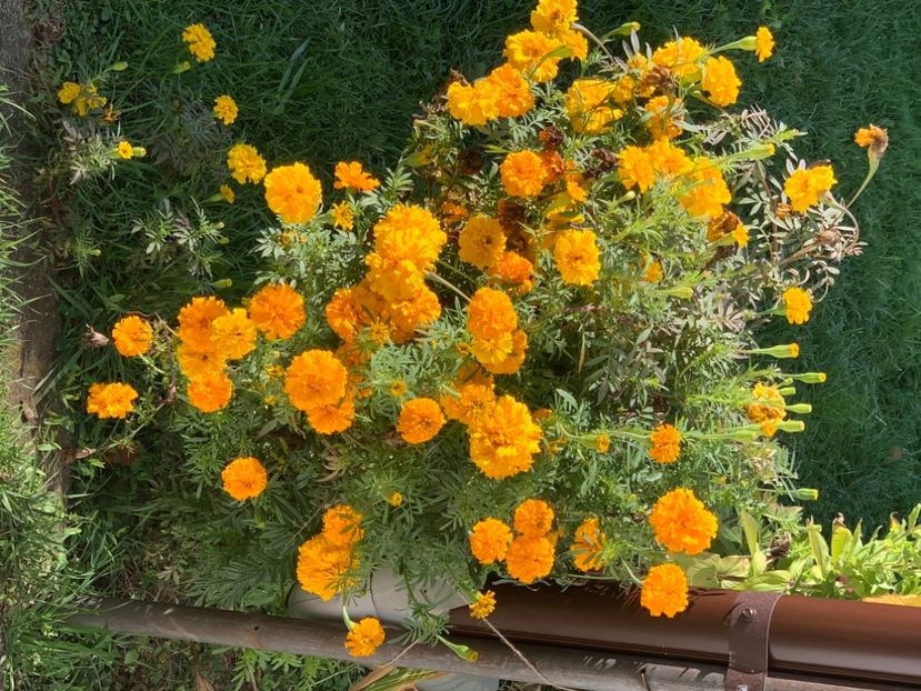  - A A A A florile toamna 2024