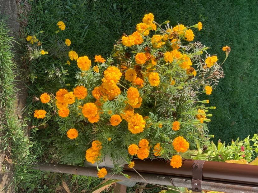  - A A A A florile toamna 2024