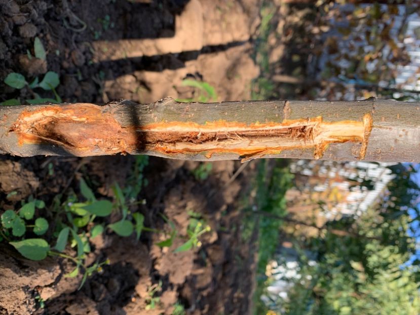  - A A A A florile toamna 2024