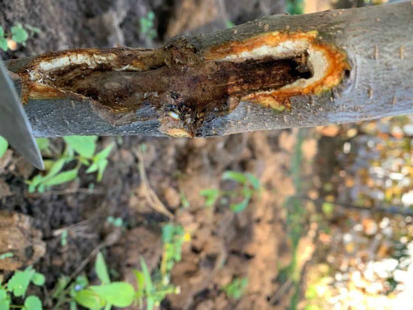  - A A A A florile toamna 2024