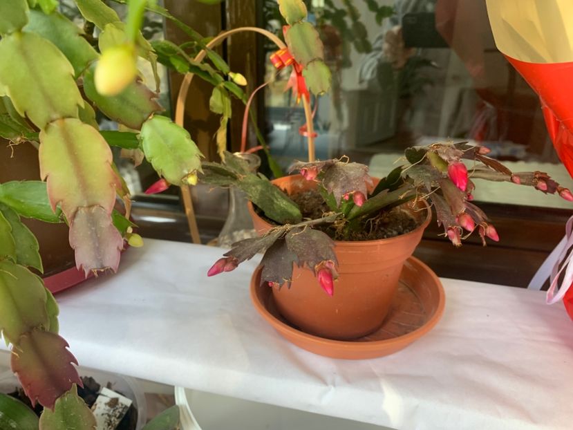  - A A A A florile toamna 2024