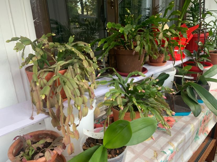  - A A A A florile toamna 2024