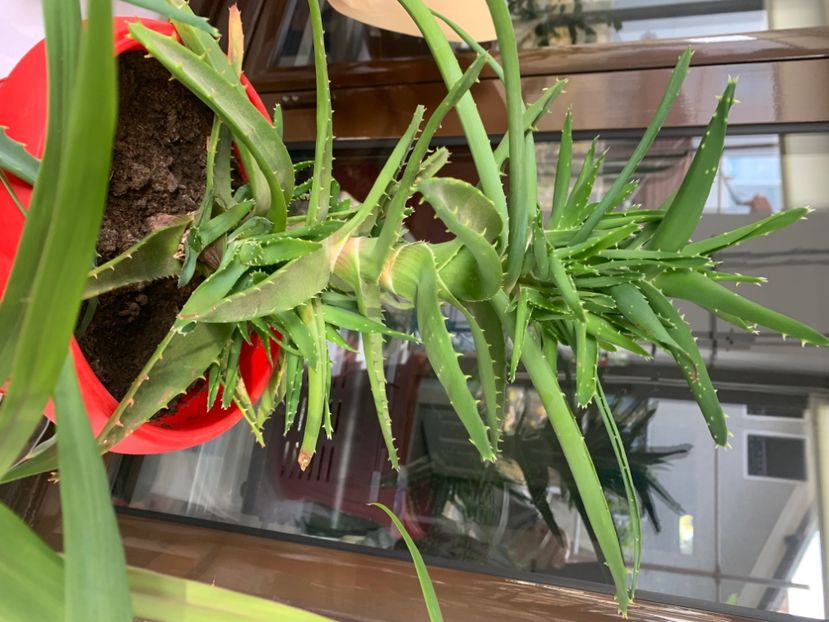  - A A A A florile toamna 2024