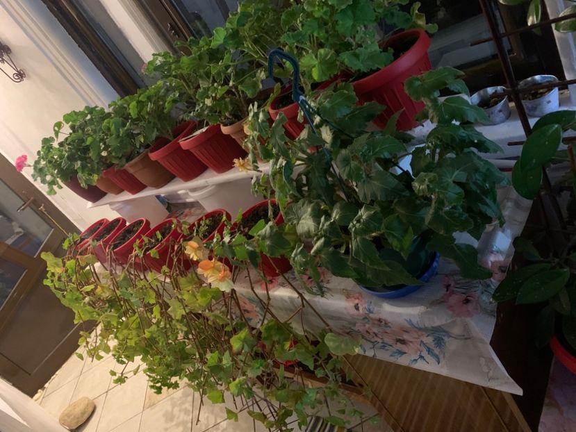  - A A A A florile toamna 2024