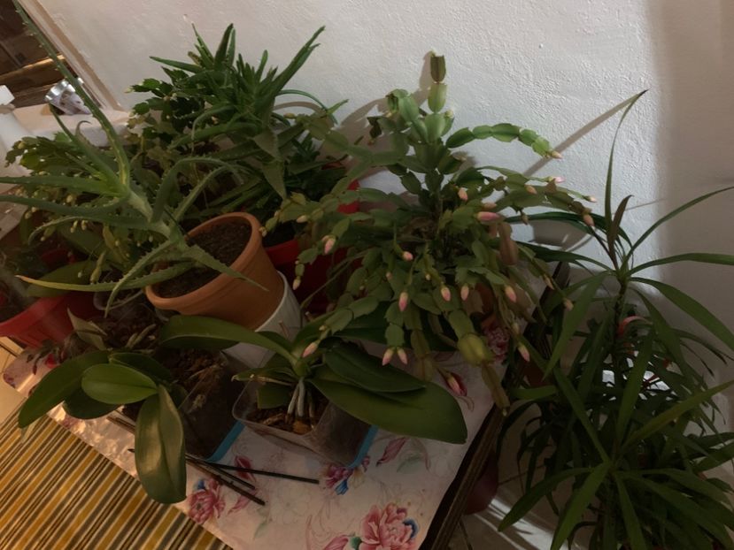  - A A A A florile toamna 2024