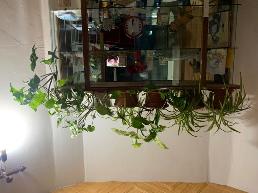  - A A A A florile toamna 2024