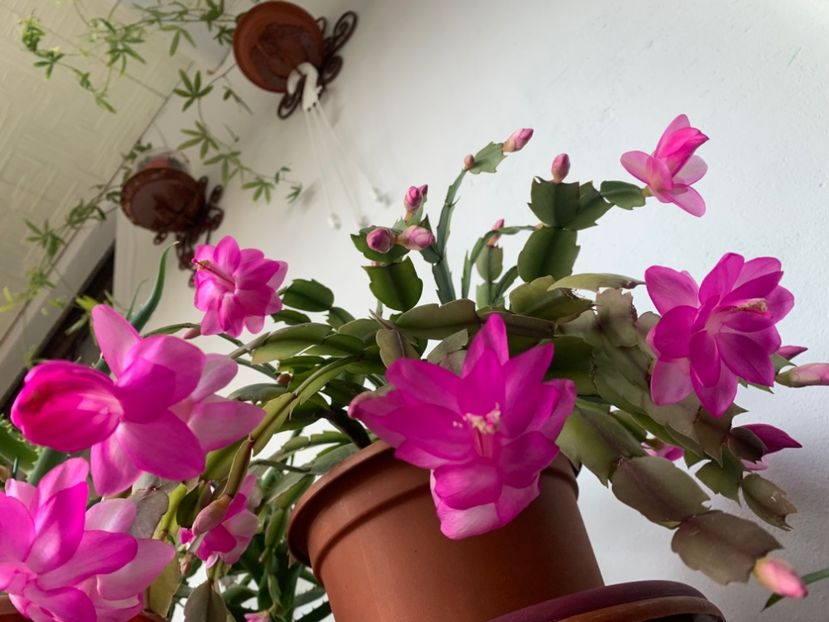  - A A A A florile toamna 2024