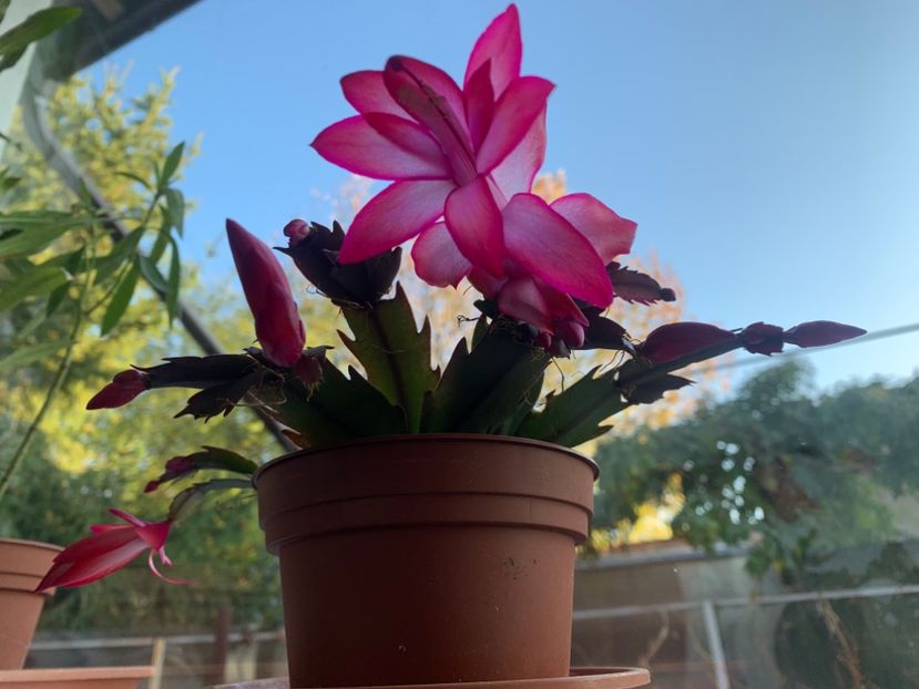  - A A A A florile toamna 2024