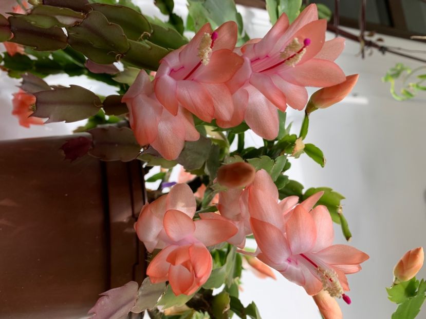  - A A A A florile toamna 2024