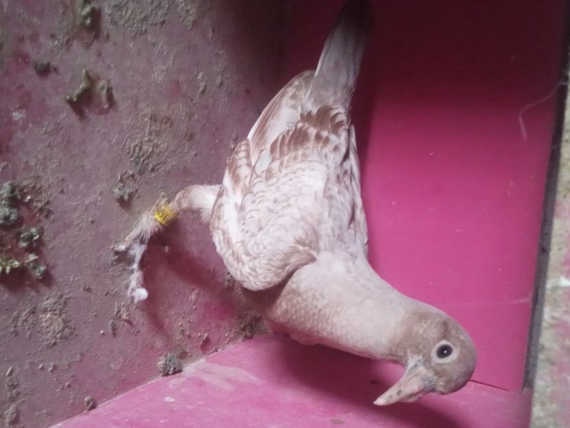 Pui meulemans - De vanzare meulemans pe galben si pe rosu