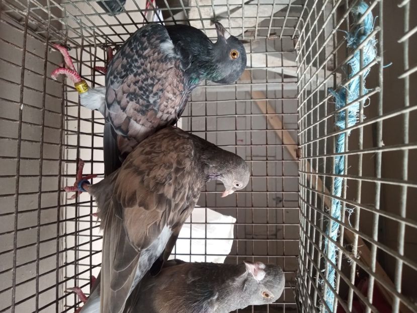 Culori deosebite - De vanzare meulemans pe galben si pe rosu