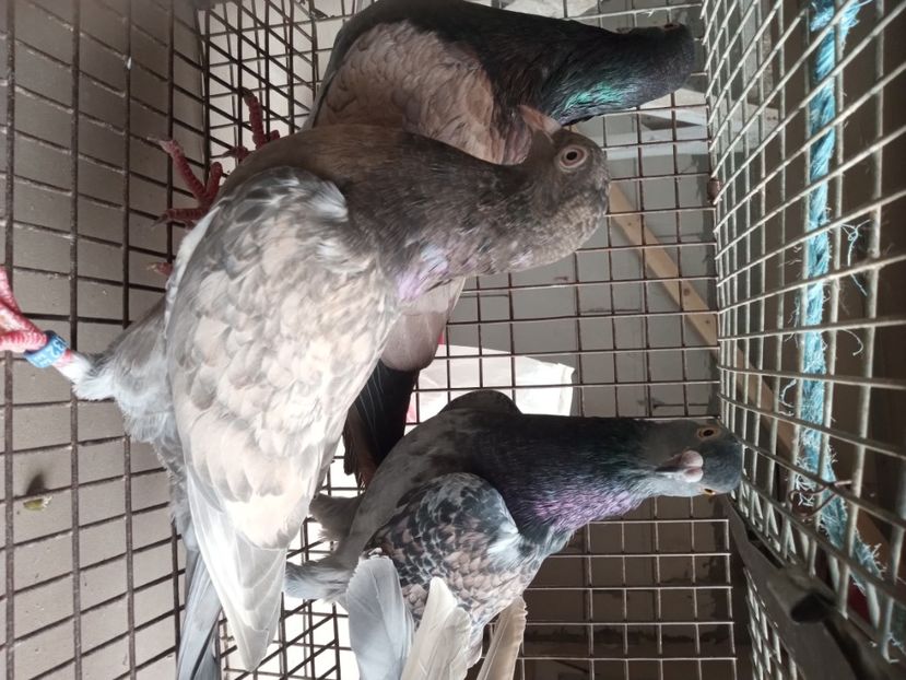 Culori deosebite Monor - De vanzare meulemans pe galben si pe rosu