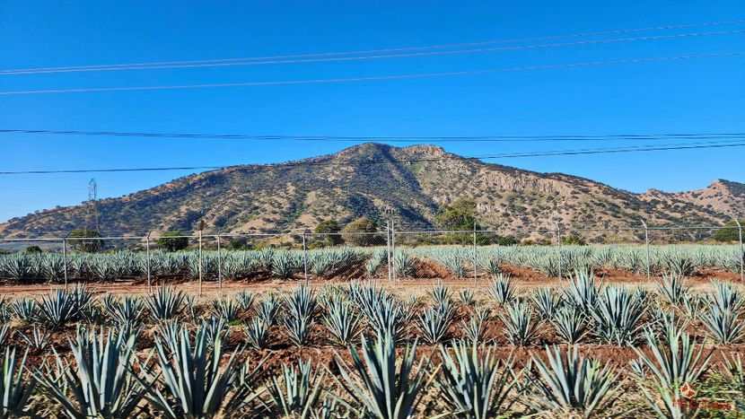 AGAVE Farm - --- MEXICO