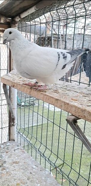 Screenshot_20241219_163424_Gallery - VOIAJOR ROMANESC DE FRUMUSETE MASCULI