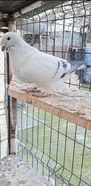 Screenshot_20241219_163306_Gallery - VOIAJOR ROMANESC DE FRUMUSETE MASCULI