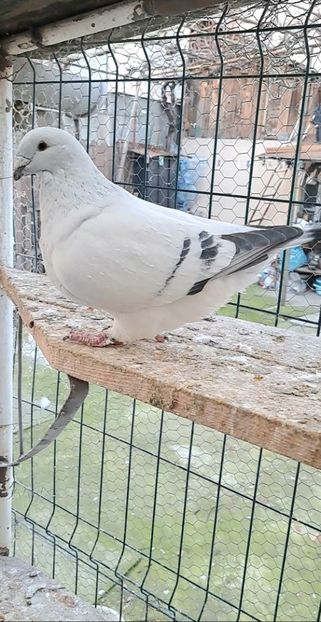 Screenshot_20241219_163217_Gallery - VOIAJOR ROMANESC DE FRUMUSETE MASCULI