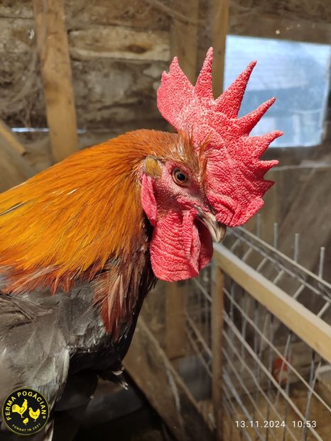 Polish_20241115_122132973 - Păsări 2024