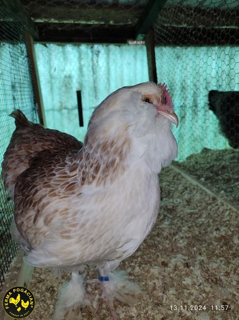 Polish_20241114_191548519 - Păsări 2024