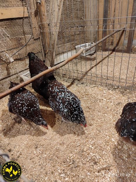 Polish_20241114_184642803 - Păsări 2024