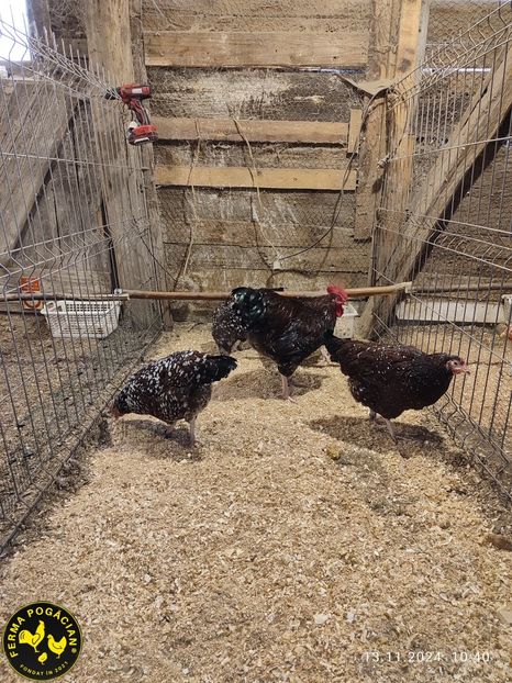 Polish_20241114_183157995 - Păsări 2024