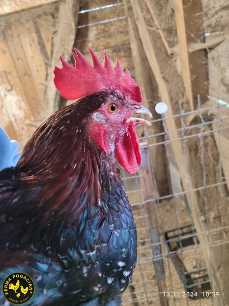 Polish_20241114_165833505 - Păsări 2024