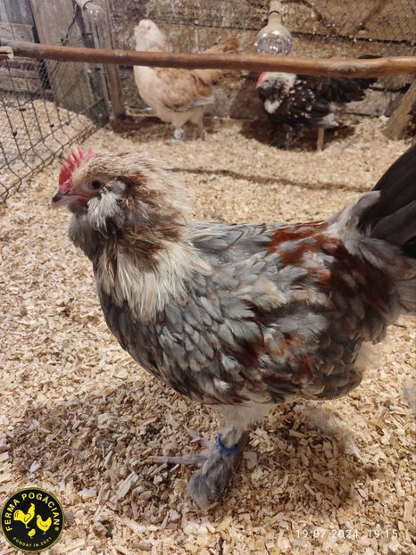 Polish_20240809_134556879 - Păsări 2024