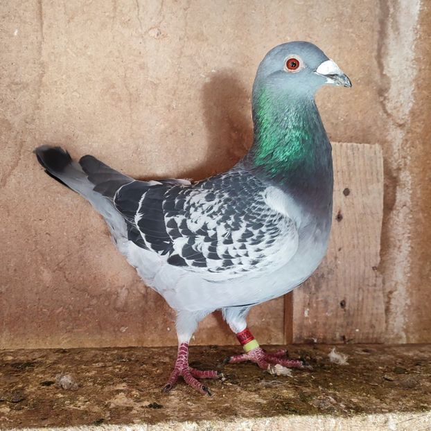 Mascul 22-320 - Stropit