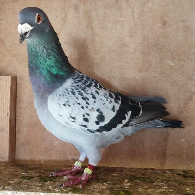 Mascul 22-347 - Porumbei vanduti