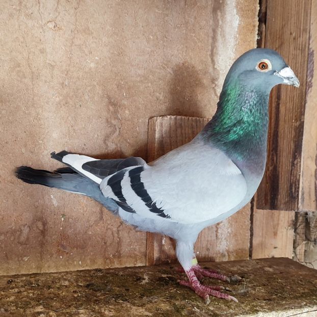 Mascul 22-307 - Vânat list