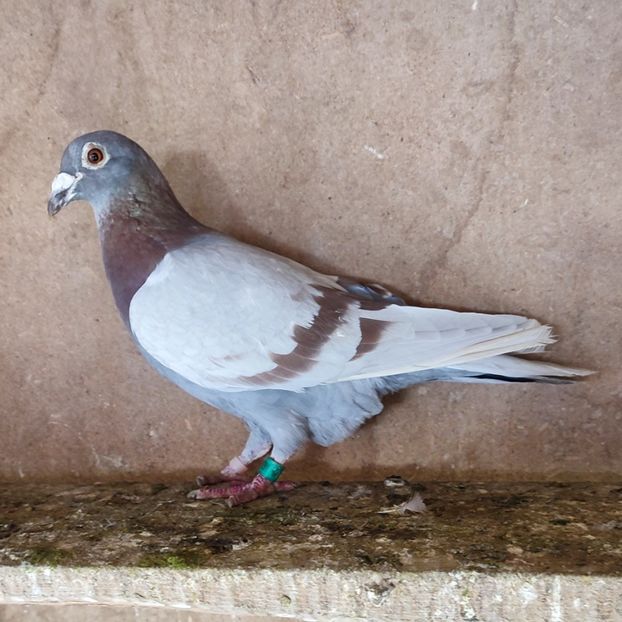 Mascul 18-291 - Porumbei vanduti