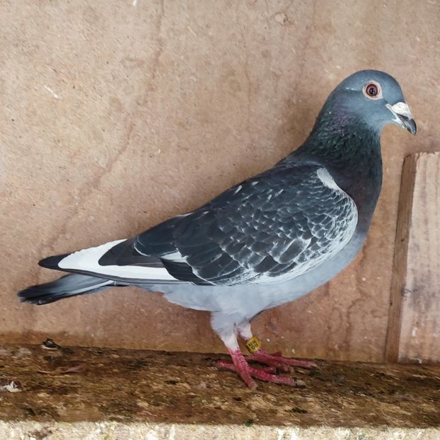 Mascul 24-533. - Porumbei vanduti