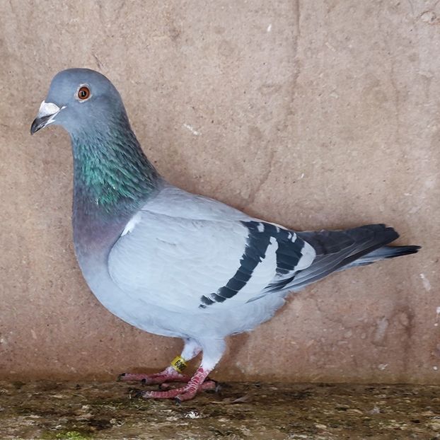 Femela 24-809 - Vanat