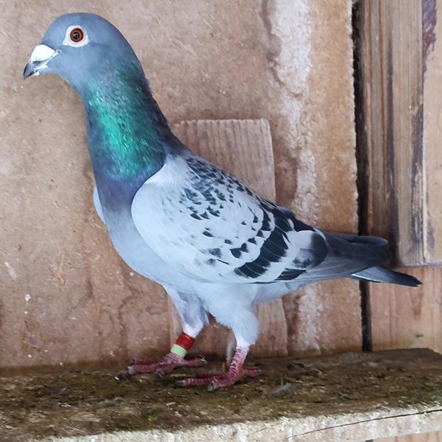 Mascul 22-171 - Stropit