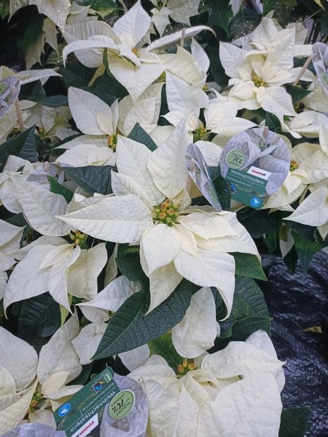 Img.2024.11.13 - Magazinul 4