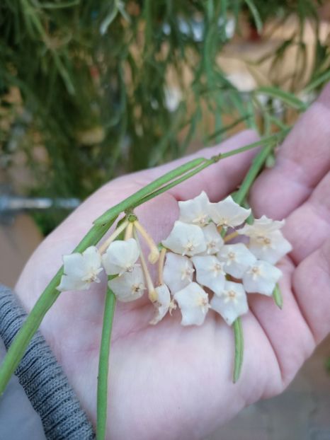Img.2024.12.02-hoya linearis - Magazinul 4