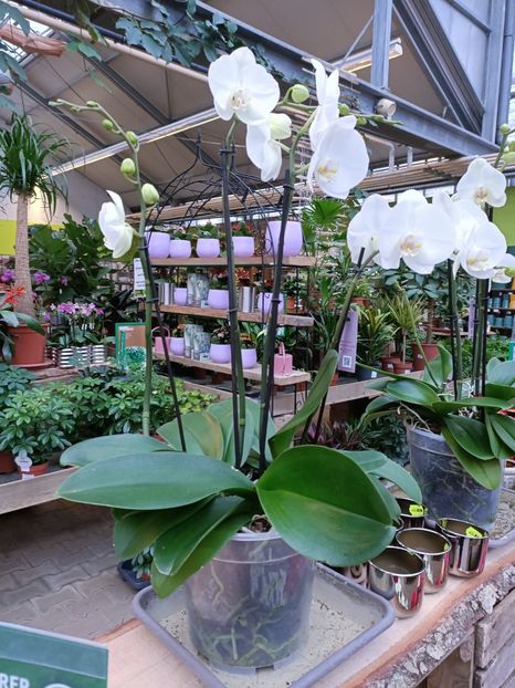 Img.2024.12.19 - Magazinul 4