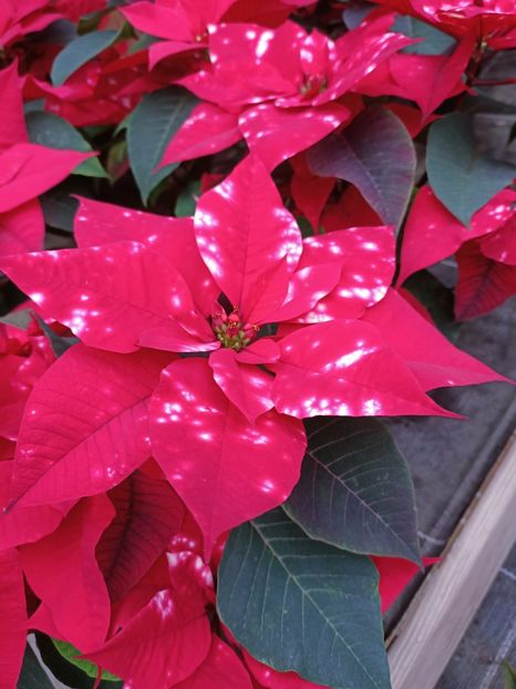 Img.2024.12.19 - Magazinul 4