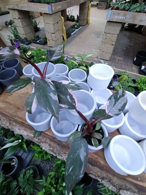 Img.2024.12.19 - Magazinul 4