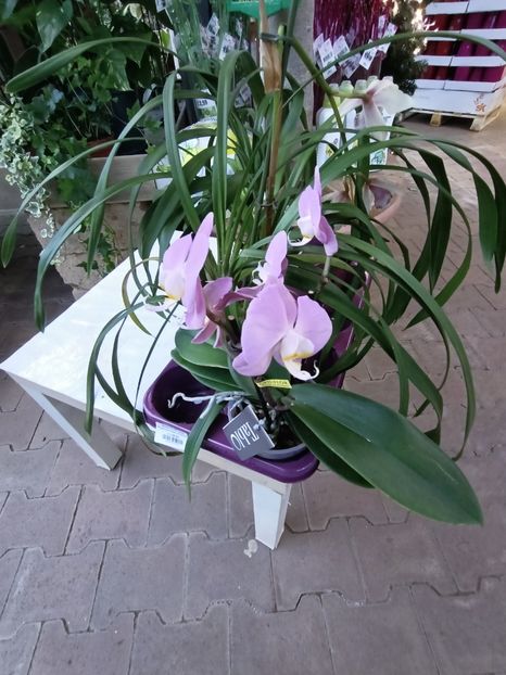 Img.2024.12.19 - Magazinul 4