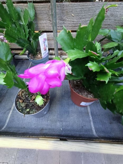 Img.2024.12.19 - Magazinul 4